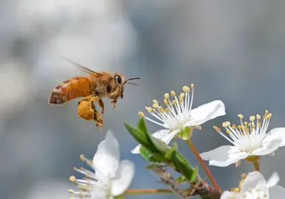 honey bee apis mellifera pollinator pesticides fungicides FPF PRO Sivanto